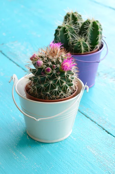 Tiny cactuses in bucket flowerpots — Stock Photo, Image