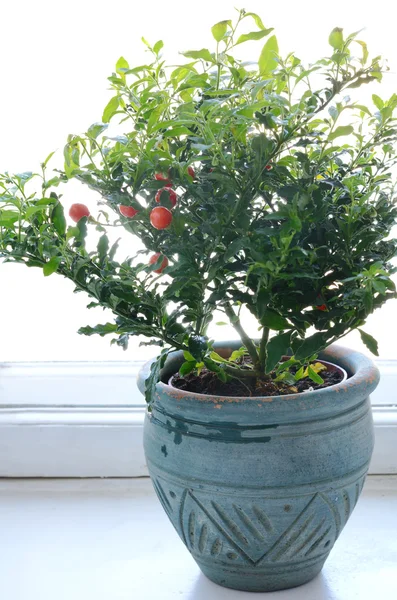 Декоративное томатное растение — стоковое фото