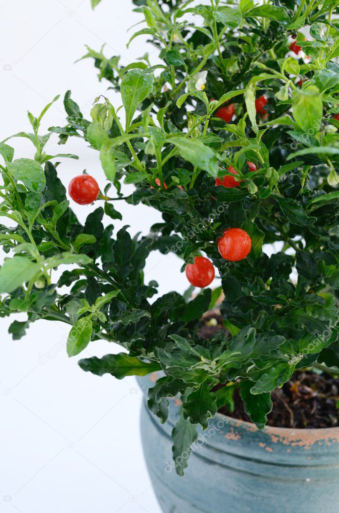 Decorative tomato plant