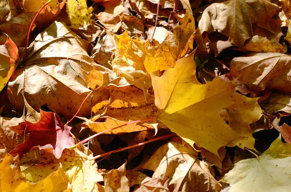 Autumnal maple leaves — Stock Photo, Image