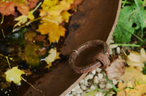 Vintage metal tub with yellow maple leaves — Stock Photo, Image