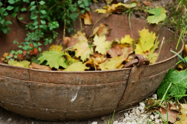 Baignoire en métal vintage avec feuilles d'érable jaune — Photo