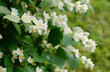 Jasmin bush ile ihale beyaz çiçek çiçeklenme