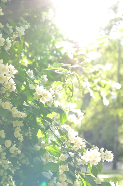 Arbusto de jazmín con tiernas flores blancas a la luz del sol — Foto de Stock