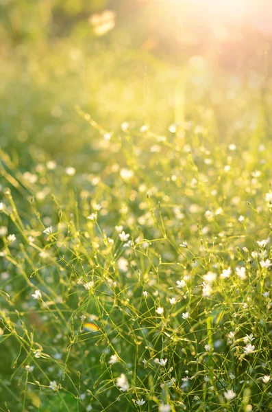 白色的小花，在夕阳的灯光 — 图库照片