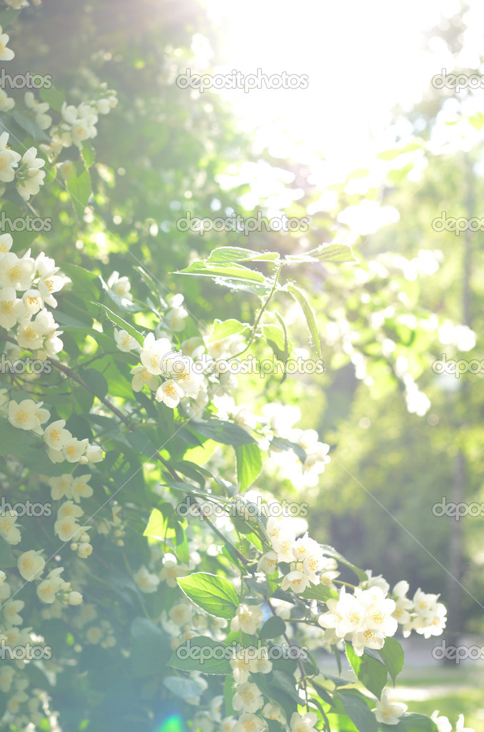 Jasmine shrub with tender white flowers in sunlights
