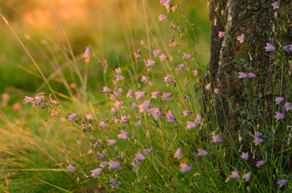 日出时树林里的夏天的花 — 图库照片