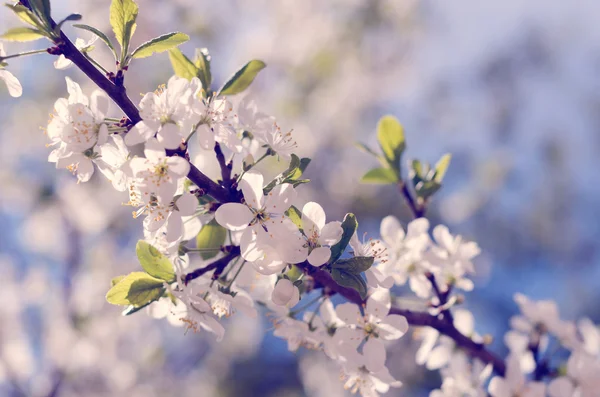 Blooming cherry tree against the blue sky — Stock Photo, Image