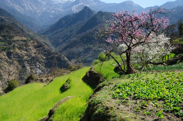 Primavera nas montanhas — Fotografia de Stock