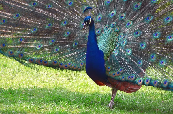 Tavus kuşu portre Varşova