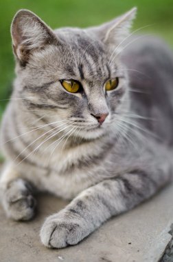 Aile içi gri kedi