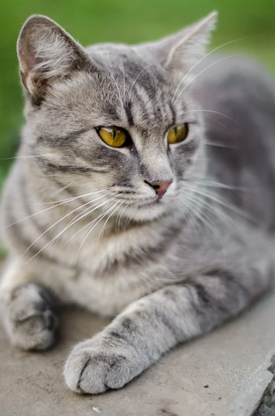 Aile içi gri kedi