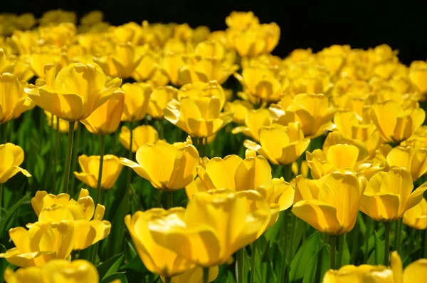 Sárga tulipán mező Stock Kép