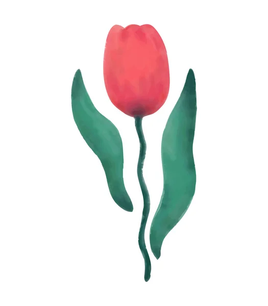 Acuarela roja tulipán flor.Vector ilustración — Archivo Imágenes Vectoriales