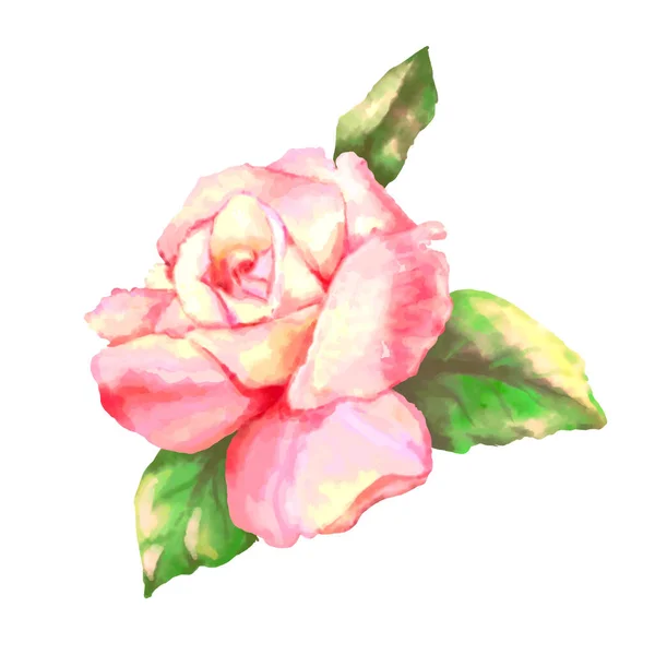 Rosa sobre fondo blanco. Ilustración vectorial acuarela — Archivo Imágenes Vectoriales