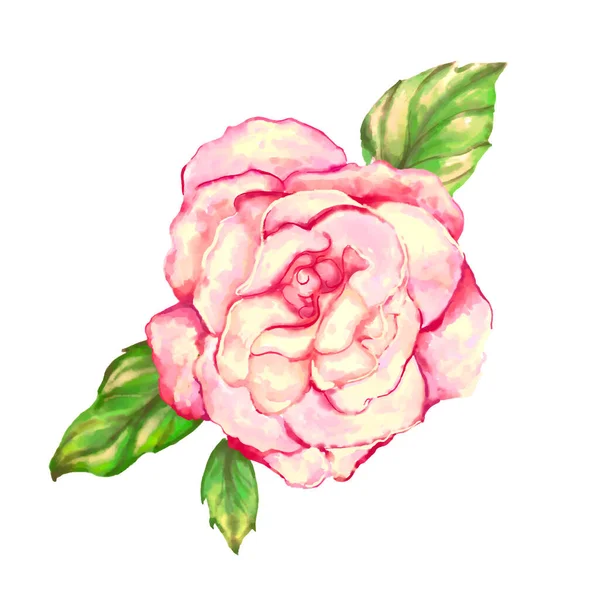 Rosa sobre fondo blanco. Ilustración vectorial acuarela — Archivo Imágenes Vectoriales