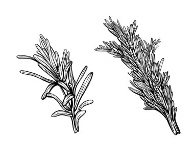 Kekik beyaz bir arkaplanda izole edilmiş. Bir tatlı kekik dalı. Herbes de Provence. El çizimi çizim 
