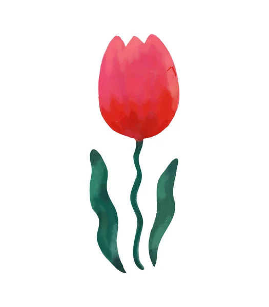 Red watercolor tulip flower.Vector illustration — Stock Vector