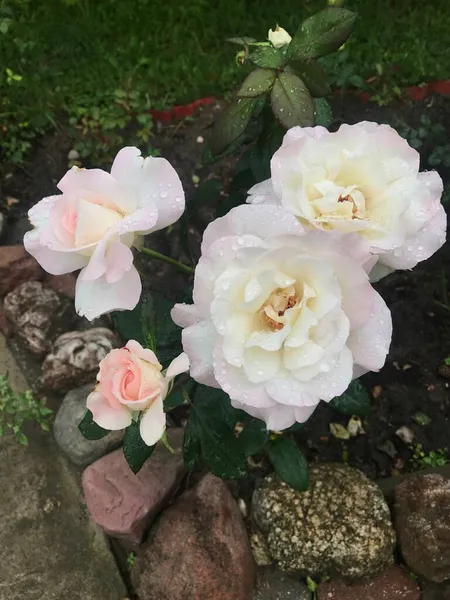 Eine rosa Rose mit Regentropfen, die in einem Blumenbeet wachsen. Eine Rose in einem Blumenbeet — Stockfoto