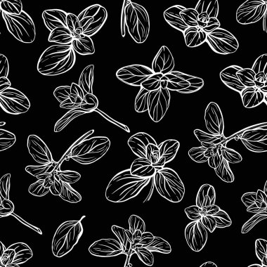 Basil deseni. İtalyan otları. Marjoram filizi.