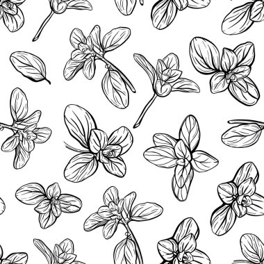 Basil deseni. İtalyan otları. Marjoram filizi.