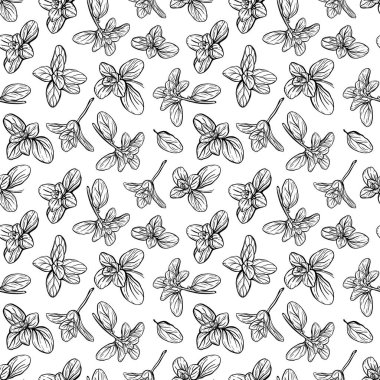 Basil deseni. İtalyan otları. Marjoram filizi.