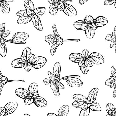 Basil deseni. İtalyan otları. Marjoram filizi.