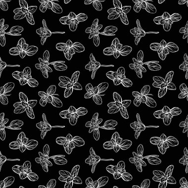 Basil deseni. İtalyan otları. Marjoram filizi.