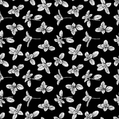 Basil deseni. İtalyan otları. Marjoram filizi.