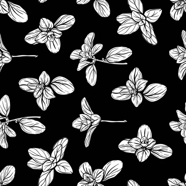 Basil deseni. İtalyan otları. Marjoram filizi.