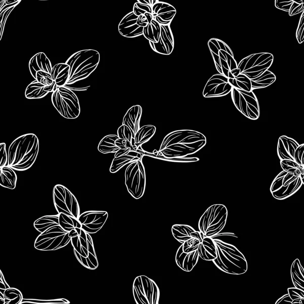 Basil deseni. İtalyan bitkileri. Vektör çizimi.