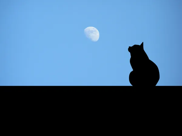 kedi aya arıyorsunuz