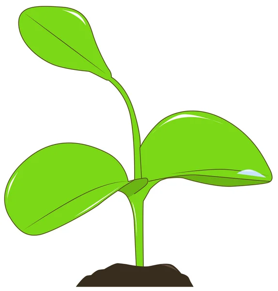 Young plant — Stock Vector