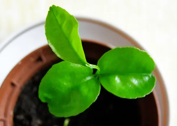 Mladá rostlina — Stock fotografie