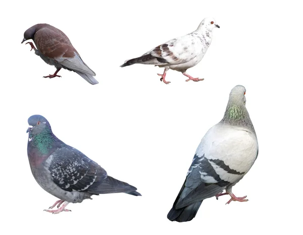 Ensemble de pigeons — Photo