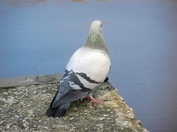 Rengarenk güvercin — Stok fotoğraf