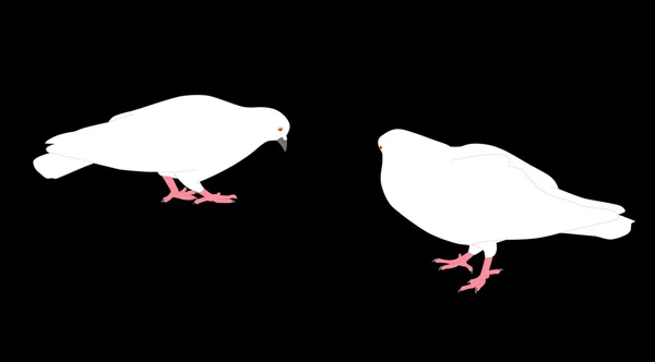 Pigeons blancs — Image vectorielle