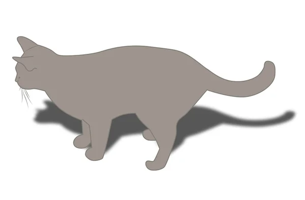 灰猫 — 图库照片