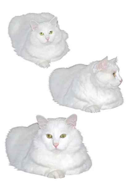 Witte kat — Stockfoto