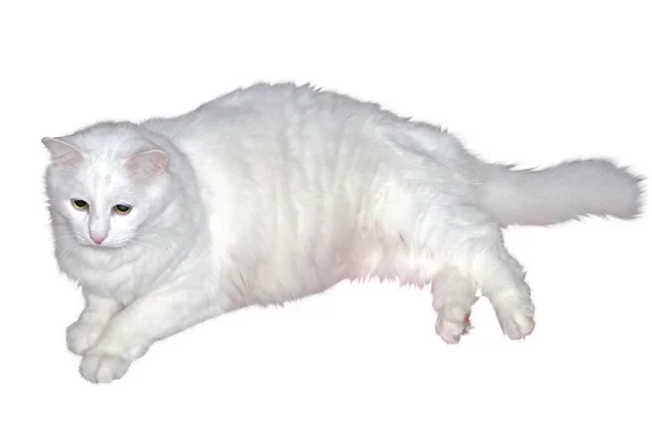 Witte kat — Stockfoto