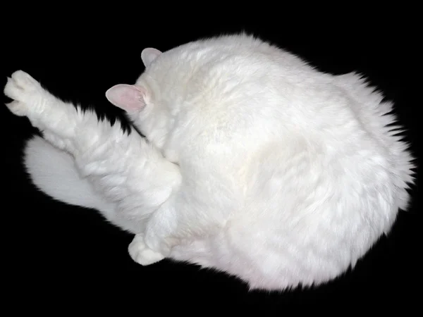 Grote witte kat — Stockfoto