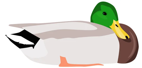 野鸭 — 图库矢量图片