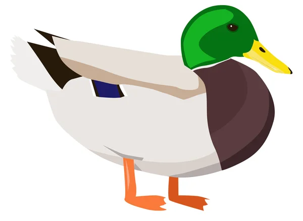 Wild duck — Stock vektor
