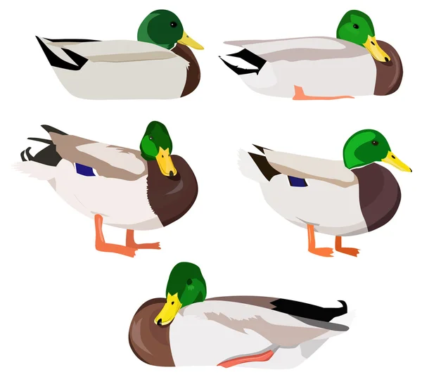 Set of wild ducks — Stock Vector