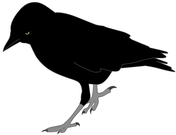 Crow — Stock Vector
