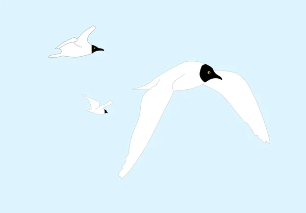 Seagull — Stock Vector