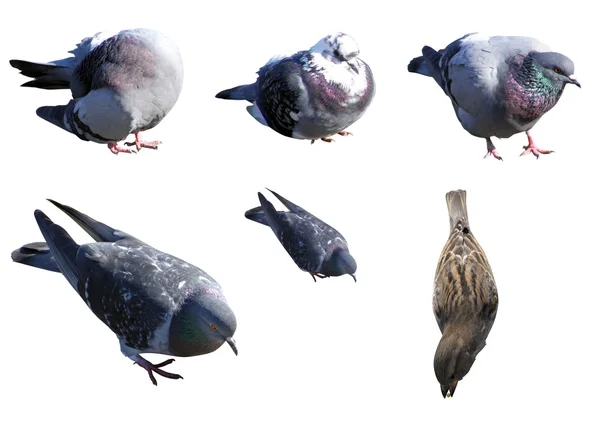 Zestaw ptaków — Zdjęcie stockowe