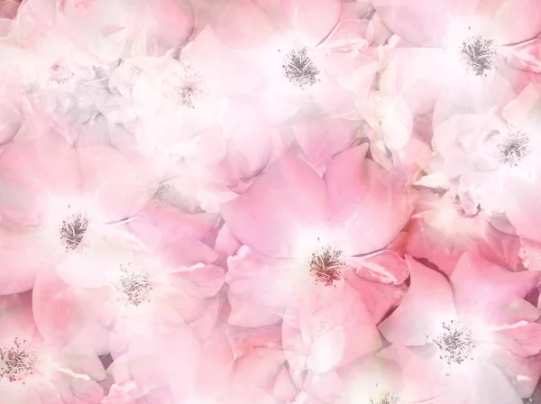 Fundo floral — Fotografia de Stock