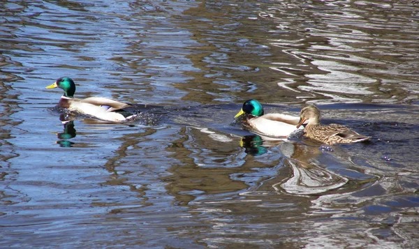 Drei Enten — Stockfoto