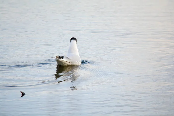 Solitaria Gaviota Cabeza Negra Nada —  Fotos de Stock